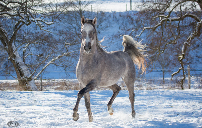 Обои картинки фото автор,  oliverseitz, животные, лошади, конь, серый, бег, движение, грация, загон, зима, снег