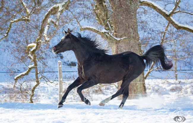 Обои картинки фото автор,  oliverseitz, животные, лошади, конь, вороной, профиль, бег, галоп, движение, мощь, грация, красота, игривый, зима, снег, загон