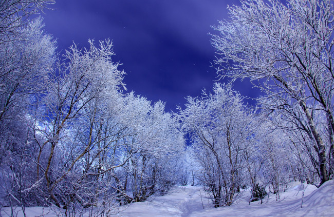 Обои картинки фото природа, зима, деревья, ночь, холод, иней, снег, мороз
