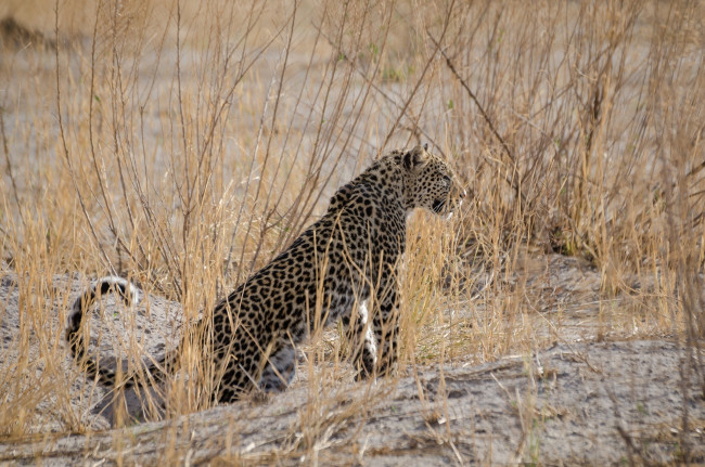 Обои картинки фото животные, леопарды, грация, окрас, трава, кошка