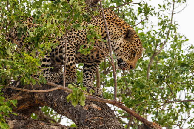 Обои картинки фото животные, леопарды, хищник, дерево, листва, маскировка, африка