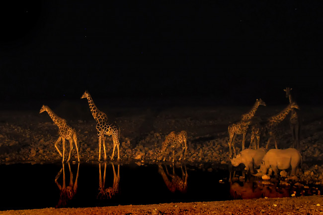 Обои картинки фото животные, разные вместе, жираф, ночь, водопой, носорог, африка