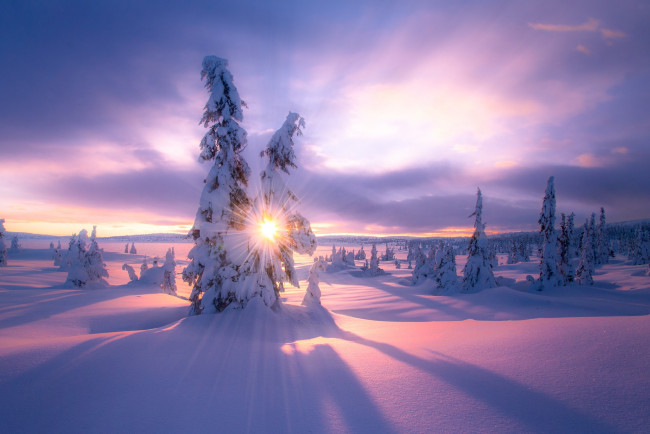 Обои картинки фото природа, восходы, закаты, свет, снег, зима, ёлки, солнце