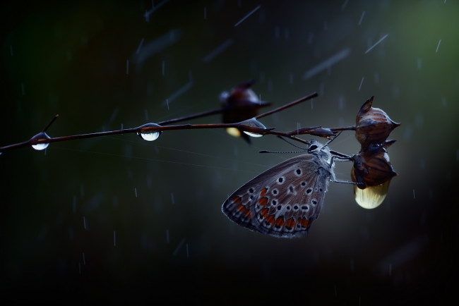 Обои картинки фото животные, бабочки,  мотыльки,  моли, дождь, капли, бабочка, макро, ветка