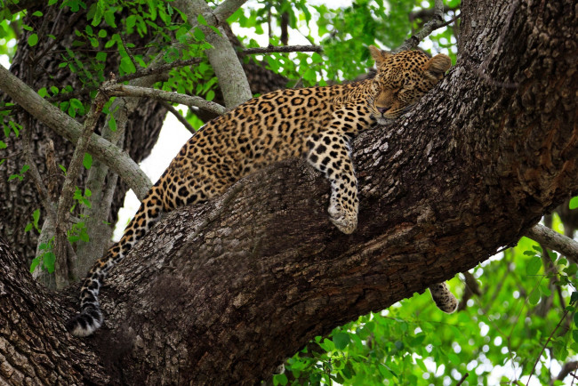 Обои картинки фото животные, леопарды, дерево, листва, хищник, лежит, сон, отдых