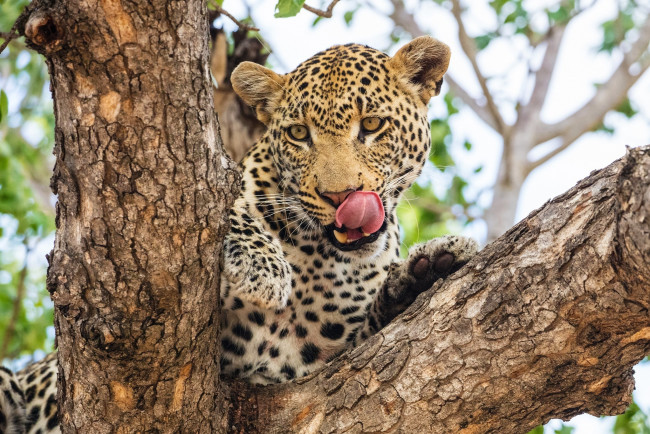 Обои картинки фото животные, леопарды, кошка, морда, язык, облизывается