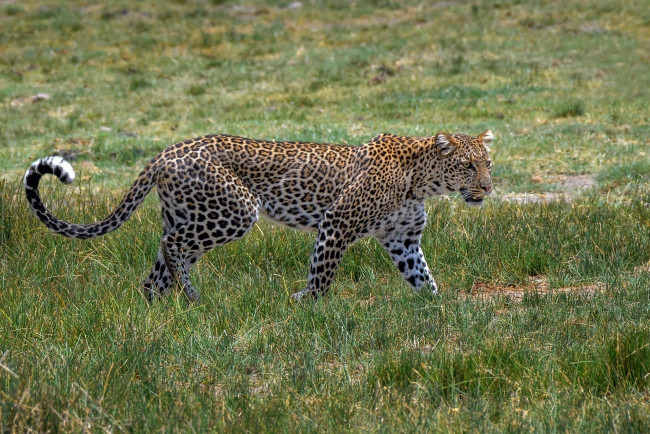 Обои картинки фото животные, леопарды, кошка, трава, пятна, окрас, грация, идёт, африка