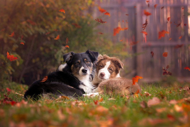 Обои картинки фото животные, собаки, осень, природа