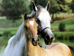 Картинка лошадки животные лошади