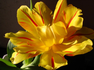 Картинка автор danaka цветы тюльпаны макро