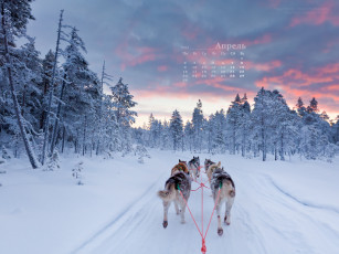 обоя календари, животные, деревья, дорога, лапландия, финляндия, зима, снег, лес, хаски, собаки, упряжка
