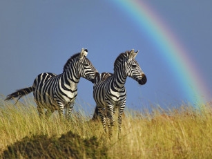 Картинка животные зебры радуга саванна