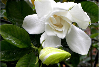 Картинка цветы гардения бутон белый лепестки капли