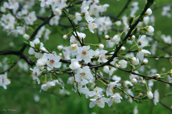 Картинка автор thean цветы цветущие деревья кустарники весна ветки капли