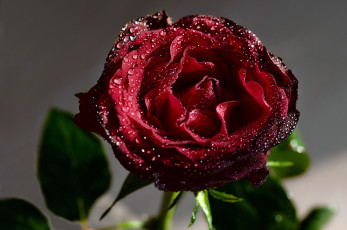 Картинка цветы розы капли бордовый