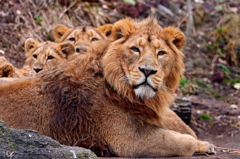 Картинка животные львы семья львята