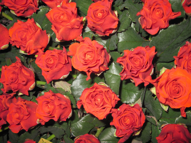 Обои картинки фото цветы, розы, много, красные