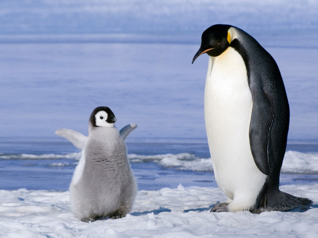 Обои картинки фото животные, пингвины, птенец, императорский, пингвин