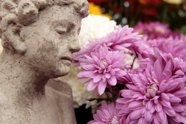 Обои картинки фото цветы, хризантемы, лепестки, статуя
