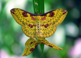 Картинка животные бабочки loepa katinka golden emperor moth макро