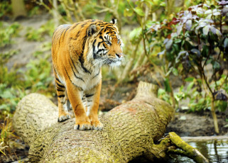 Картинка животные тигры дикая кошка бревно