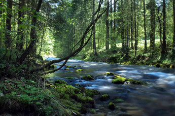 Картинка природа реки озера лес ручей