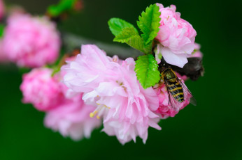Картинка цветы цветущие деревья кустарники цветение насекомое оса макро ветка