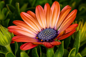 Картинка цветы диморфотеки оранжевый