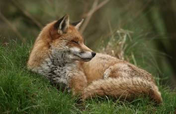 Картинка животные лисы рыжая