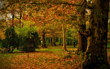 Картинка autumn природа лес листва краски поляна осень