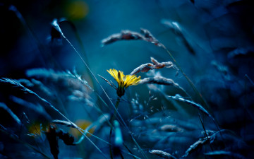 Картинка цветы луговые полевые одуванчик трава луг