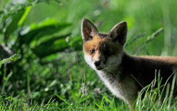 Картинка животные лисы лисёнок трава
