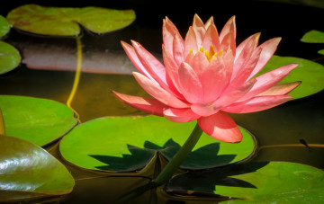 Картинка цветы лилии водяные нимфеи кувшинки розовый нимфея