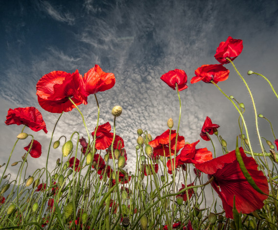 Обои картинки фото цветы, маки, красные, небо, облака, поле