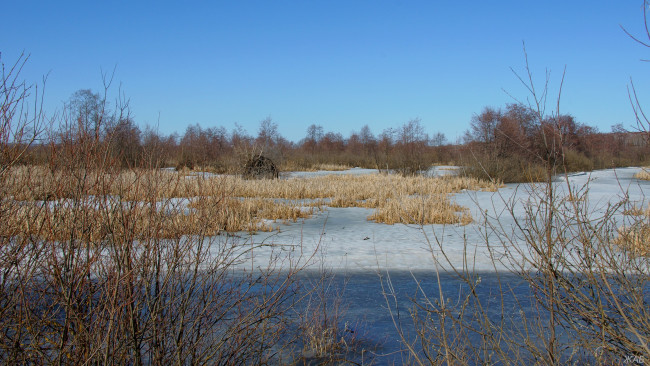 Обои картинки фото весна, природа, реки, озера, деревья, тростник, снег, болото
