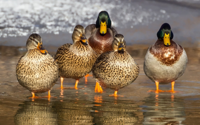 Обои картинки фото duck, mafia, животные, утки, вода, селезень
