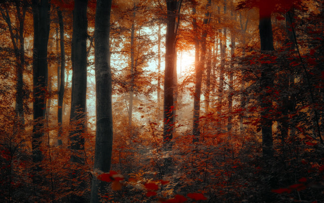 Обои картинки фото природа, лес, осень, кустарник, листва