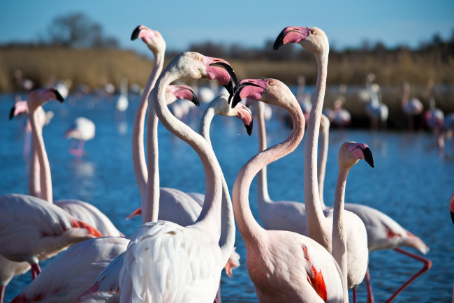 Обои картинки фото животные, фламинго, розовый, шеи