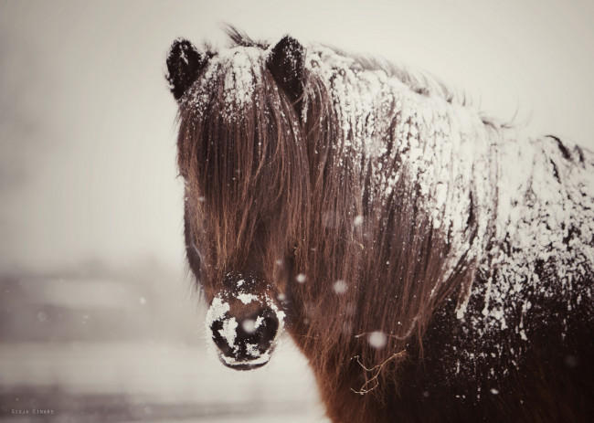 Обои картинки фото животные, лошади, конь, грива, снег