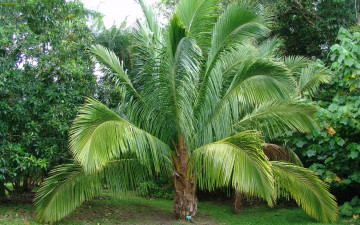 Картинка пальма природа деревья