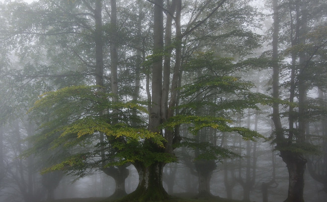 Обои картинки фото природа, лес, туман, деревья