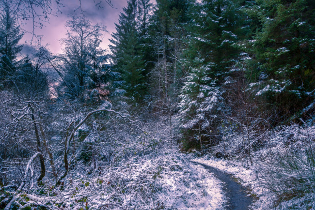 Обои картинки фото природа, зима, снег