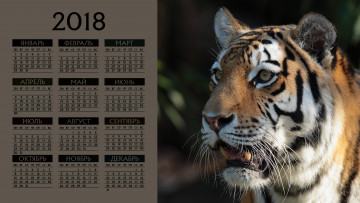 обоя календари, животные, морда, тигр, взгляд