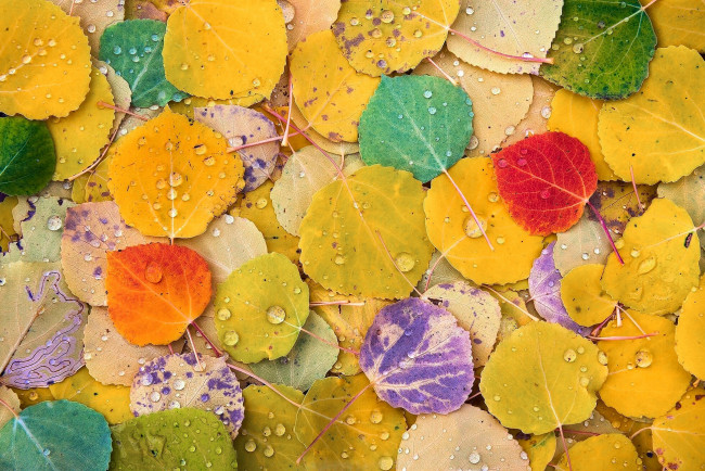 Обои картинки фото природа, листья, цвета, листва, тополь, осень, макро