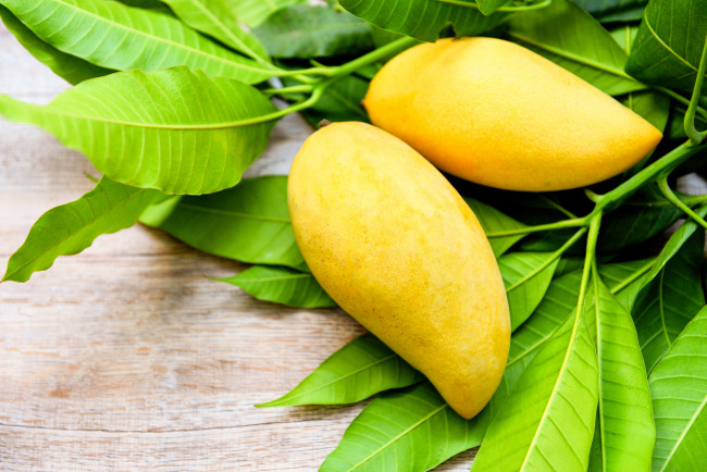 Обои картинки фото еда, манго, листья, желтый, два
