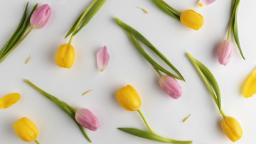 Картинка цветы тюльпаны разноцветные бутоны