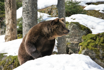 Картинка животные медведи медведь снег лес камни горы
