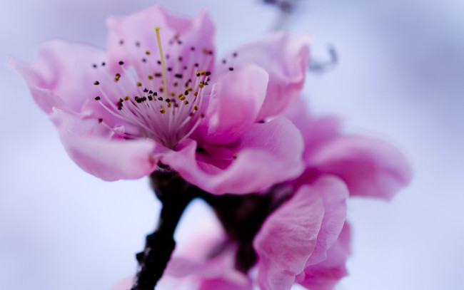 Обои картинки фото цветы, сакура,  вишня, весна, цветение