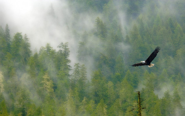 Обои картинки фото животные, птицы - хищники, орел, полет, лес, туман