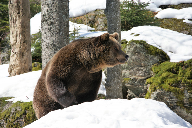 Обои картинки фото животные, медведи, медведь, снег, лес, камни, горы
